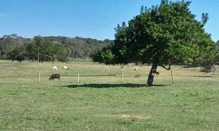 FAZENDA EM BONITO DE 83HA COM 2KM DE RIO MIMOSO NA PROPRIEDADE