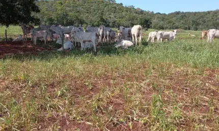 Fazenda à venda na Zona Rural, Zona Rural, Bandeirantes