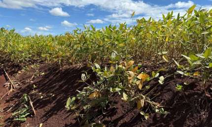 Fazenda à venda na zona rural, 222, Zona Rural, Sidrolândia por R$ 2.950.000