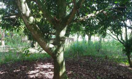 TERRENO PARA VENDA EM SANTANA DE PARNAÍBA - CRISTAL PARK III