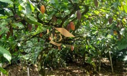 Fazenda à venda na Ilhéus, Centro, Ilhéus por R$ 4.000.000