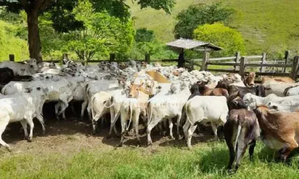 Fazenda à venda na Ibicuí, Centro, Ibicuí por R$ 5.000.000