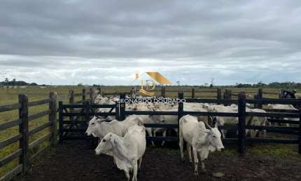 Fazenda com 1 sala à venda na Belmonte, Zona Rural, Belmonte, 520 m2 por R$ 9.000.000