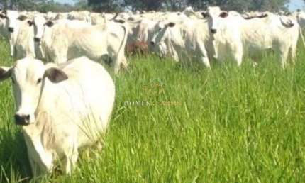 Fazenda a Venda no Município de Poconé.  Mato Grosso