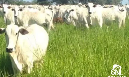 Fazenda a venda no município de poconé.  mato grosso