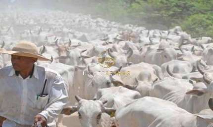 Fazenda com 2 salas à venda na Avenida Afonso Pena 185, 12467, Centro, Miranda