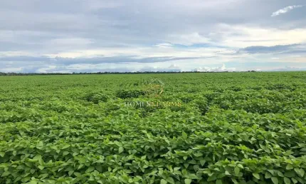 Ótima Fazenda à venda na região de Confresa-MT. Cidades próximas  Santa Terezinha, Vila Rica, Porto Alegre do Norte.