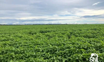 Ótima fazenda à venda na região de confresa-mt. cidades próximas  santa terezinha, vila rica, porto alegre do norte.