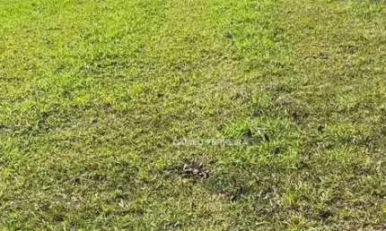 Terreno à venda, 1000 m² por R$ 370.000,00 - Condomínio Palmeiras Imperiais - Salto/SP