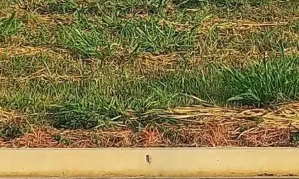 Terreno à venda no Jardim dos Cedros, Santa Bárbara D'Oeste 