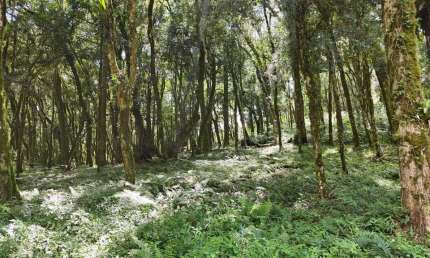 Terreno para Venda no bairro Centro em Canela, 602 m² de área total, 602 m² privativos,