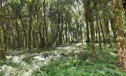 Terreno à venda no Centro, Canela 