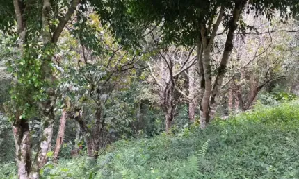 Terreno comercial à venda no Centro, Itapecerica da Serra 