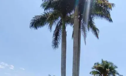 Chácara para venda em jarinu, zona rural, 4 dormitórios, 1 suíte, 4 banheiros, 4 vagas