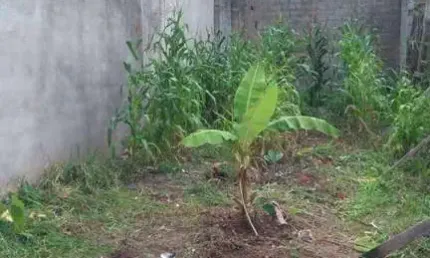Terreno à venda, 125 m² por R$ 135.000,00 - Lavras - Guarulhos/SP