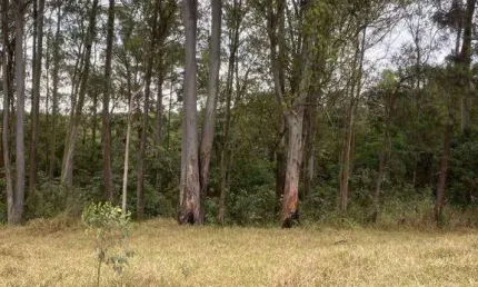 Terreno à venda, 125 m² por R$ 79.000,00 - Jardim Primavera - Itaquaquecetuba/SP