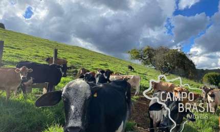 FAZENDA 26 HECTARES FORMADA COM EXCELENTE ESTRUTURA NO SUL DE MINAS GERAIS !