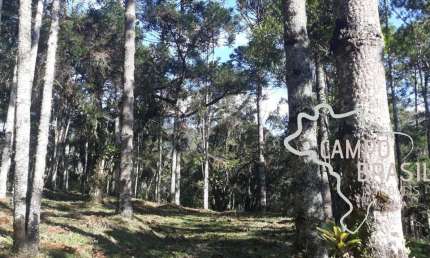 Linda área rural com centenas de Araucárias, com platô para construir sua casa em meio a natureza!