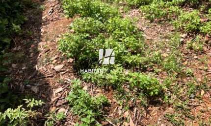 Terreno comercial para alugar na Santa Amélia, Belo Horizonte  por R$ 1.200