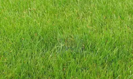 Terreno à venda, 600 m² por r$ 450.000,00 - granja viana - cotia/sp