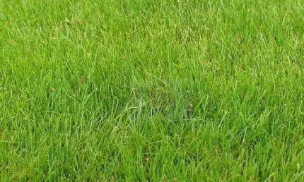 Terreno à venda, 1000 m² por r$ 600.000,00 - granja viana - cotia/sp
