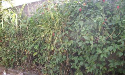 Terreno em condomínio fechado à venda na Rua Monte Alegre, Granja Viana, Cotia