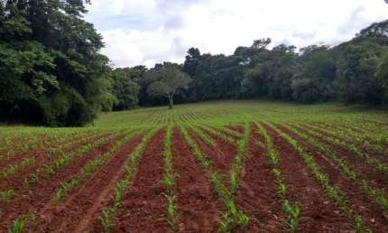 Chácara / sítio com 1 quarto à venda na Praça Dom Otávio, 100, Zona Rural, Turvolândia