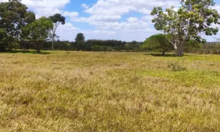 Oportunidade única: Vende-se 20 tarefas de terra em Conceição do Jacuípe (Birimbal)