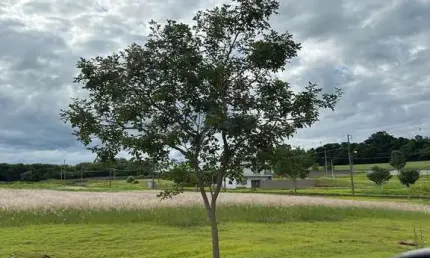 Terreno à venda na Rod. Pr 317, Zona Rural, Floresta