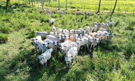Fazenda com 3 à venda, 580000 m² por R$ 2.200.000 - Reginópolis - Silva Jardim/RJ