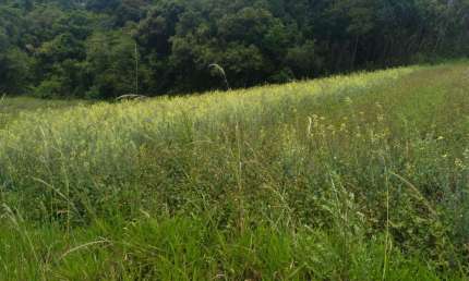Terreno à venda na Estrada Municipal da Cachoeira, 1234, Cachoeira, Cotia
