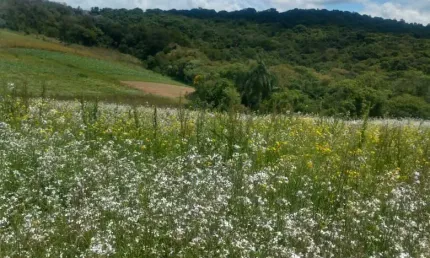 Chácara / sítio com 3 quartos à venda na Estrada Municipal da Cachoeira, 766, Cachoeira, Cotia