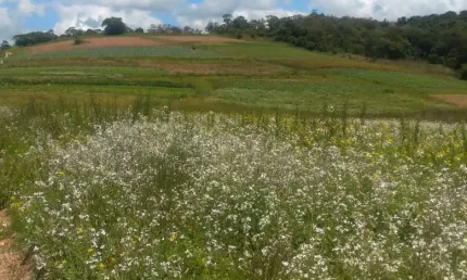 Chácara / sítio com 3 quartos à venda na Estrada Municipal da Cachoeira, 765, Cachoeira, Cotia