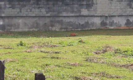 TERRENO EM ALPHAVILLE CONSTRUÇÃO PRÉDIO COMERCIAL , INDUSTRIAL OU GALPÕES
