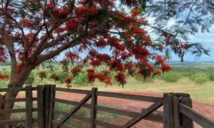 Chácara / sítio à venda na Zona Rural, Palmeira D'Oeste 