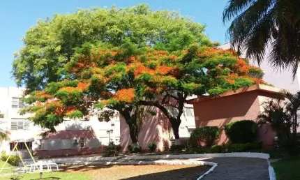 Apartamento para Venda - 59.47m², 2 dormitórios, Tristeza