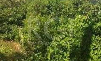 Terreno para Venda - 0m², 0 dormitórios, Aberta dos Morros/ Altos do Santa Rita,