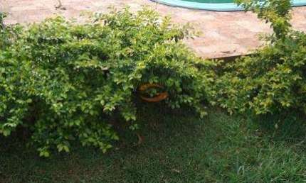 linda chacara de 1000 metros com pes de frutas, piscina e casa confortavel