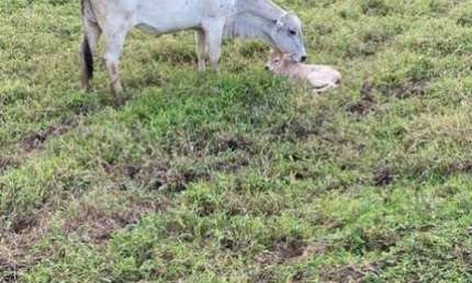Fazenda à venda na Rural, Zona Rural, Juquiá