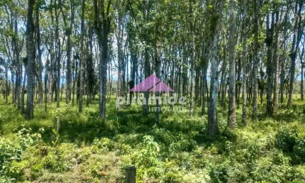 Área à venda, 30000 m² por r$ 1.990.000,00 - pegorelli - caraguatatuba/sp