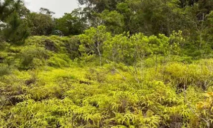 Terreno à venda no Centro, Santo Amaro da Imperatriz 