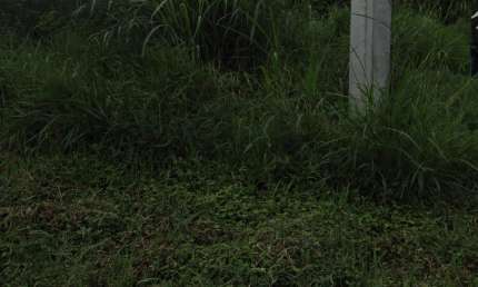 LOTE A VENDA COM AREA DE  448m  EM FRENTE A RODOVIA INDIO TIBIRIÇA