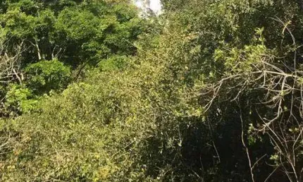 Sítio à venda de 14 alqueires por R$ 2.500.000- Joanópolis SP