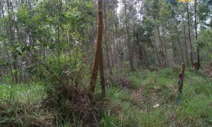 Sítio à venda, 20000 m² por R$ 1.000.000,00 - Guaripocaba - Bragança Paulista/SP
