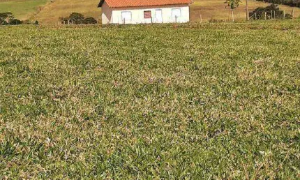 Chácara / sítio com 2 quartos à venda na Zona Rural, Porto Feliz 