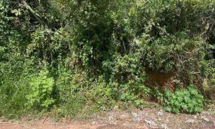 Terreno à venda, 150 m² por R$ 55.000,00 - Vila Francisco de Moura - Sabará/MG