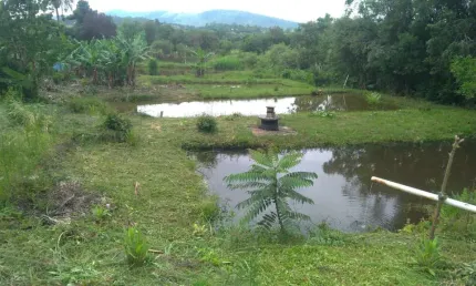 Chácara com 3 dormitórios à venda, 8000 m² por R$ 600.000,00 - Imbúia - Pouso Alegre/MG