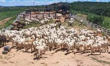 Fazenda à venda na Padre Bernardo, Centro, Padre Bernardo