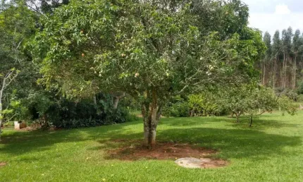 Chácara / sítio com 2 quartos à venda no Aterradinho, Alambari 