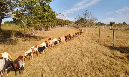 Chácara / sítio com 3 quartos à venda na Zona Rural, Alambari 